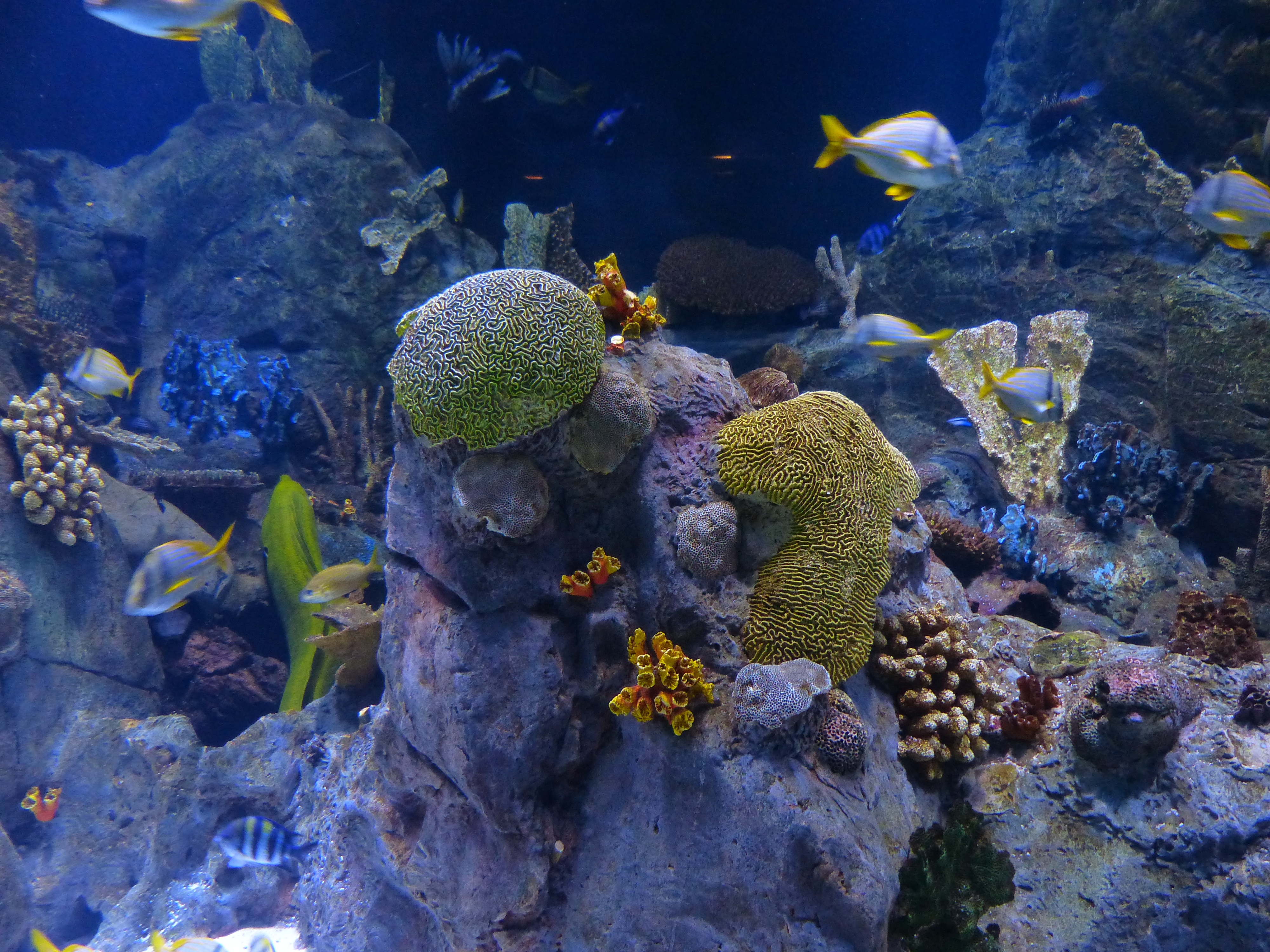 reef-452882